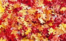 november-leaves