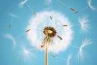 2014-wish