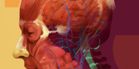 arloon-anatomy