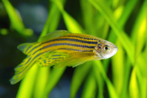 science zebrafish