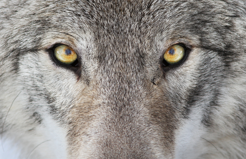 Identifying wolves among sheep in the age of student cyberbullying