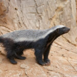 3 lessons on perseverance from a honey badger